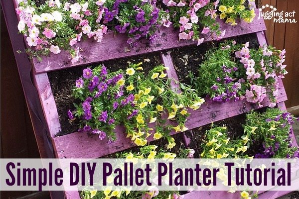 Simple DIY Pallet Planter Tutorial text with a purple pallet planter with beautiful pink, purple and yellow flowers flowing out.