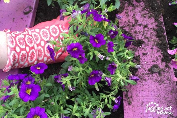 purple pallet planter with purple flowers coming out and a pink garden glove planting the flowers.