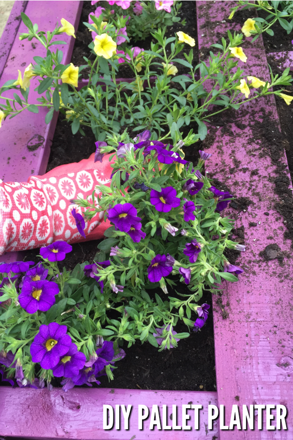 Purple pallet planter with purple and yellow flowers being planted with a pink garden glove.