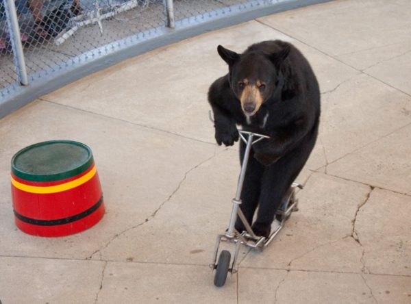 Clark's Trading Post trained bears