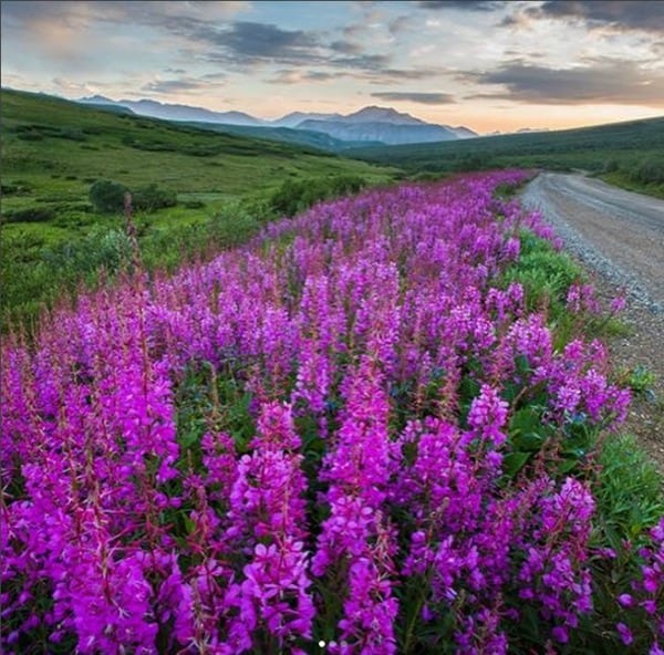 Photo of purple flowers and far off Mt. Denali Alaska.