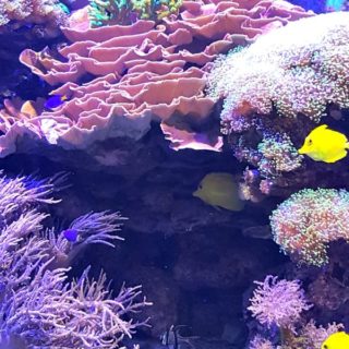 Aquarium of Niagara #ad #livegreenprotectblue #NiagaraAquarium