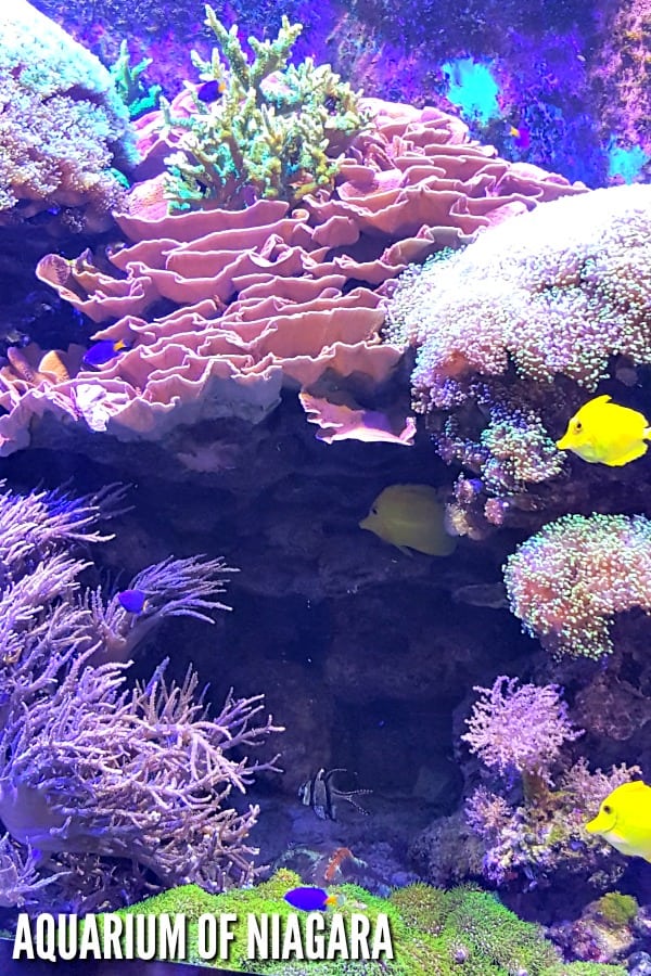 Aquarium of Niagara #ad #livegreenprotectblue #NiagaraAquarium