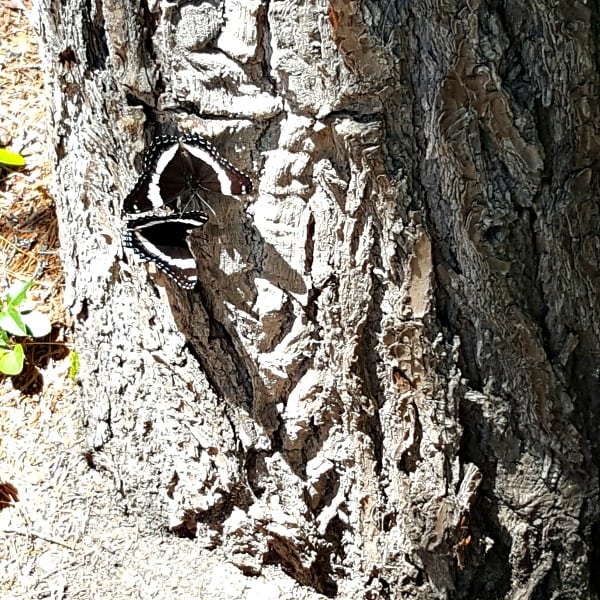 Butterfly on a tree.