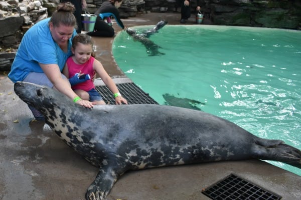 Seal Encounter at Niagara Aquarium #ad #AquariumOfNiagara #DellaTheGraySeal