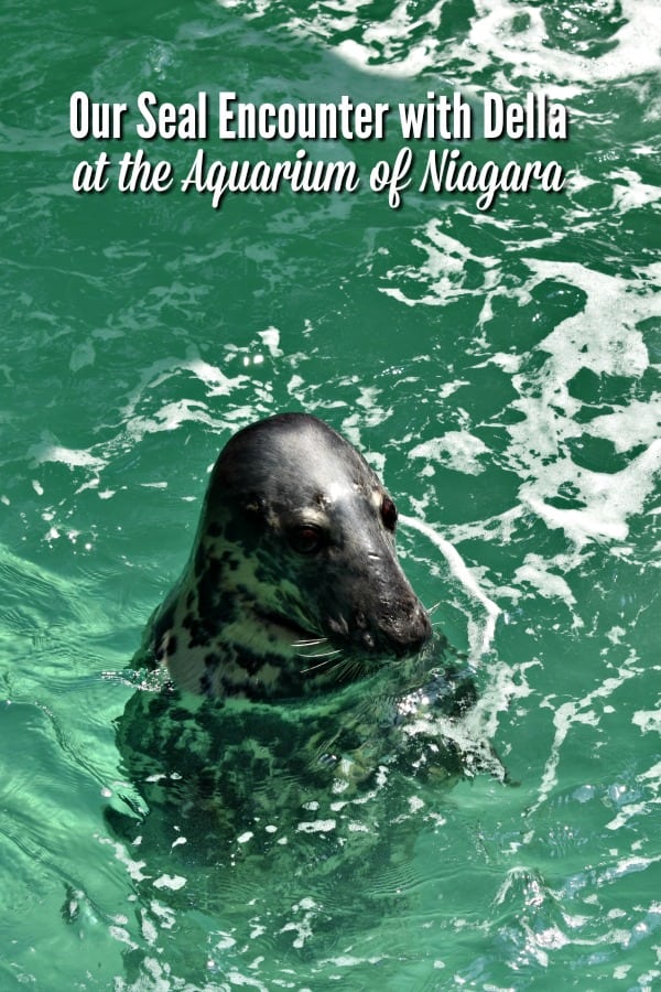 Seal Encounter at Niagara Aquarium #ad #AquariumOfNiagara #NiagaraFallsUSA #DellaTheGraySeal