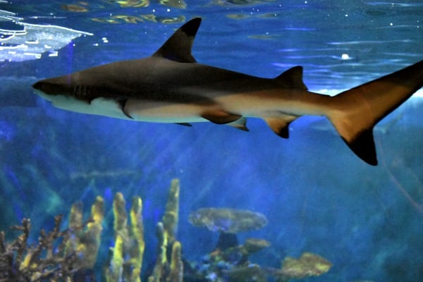 sharks at Niagara Aquarium #ad