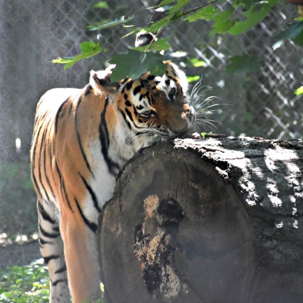 Seneca Park Zoo Tiger exhibit