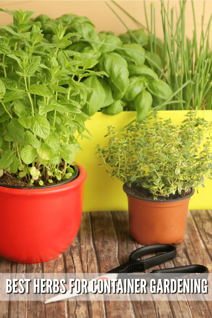 In a background, a yellow planter with basil and chive plants, with red and terra cotta pots in front with other herbs. A pair of gardenin scissors ont he wooden table.
