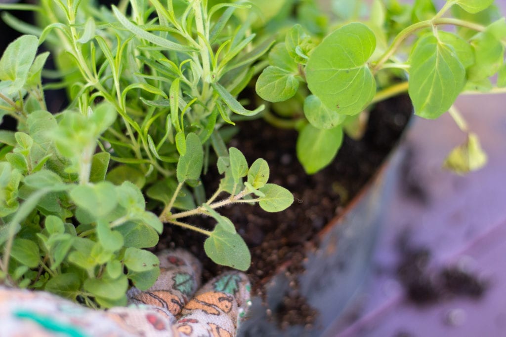 Herbs growing out of metal container and a hand filling in with soil