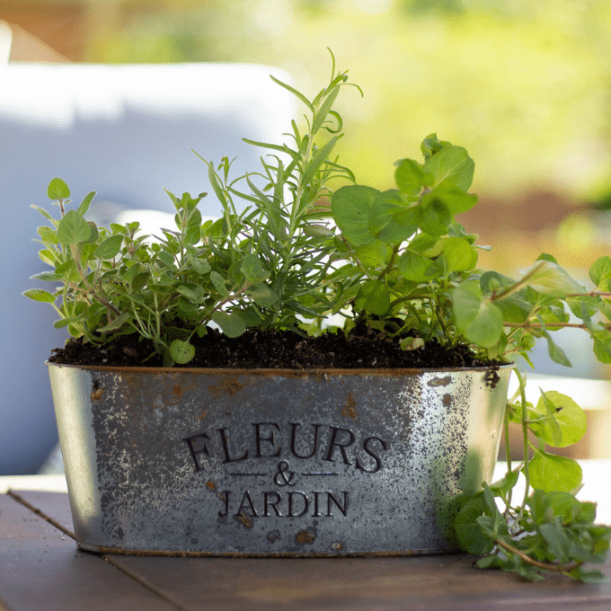 close up of metal Rustic herb garden planter 