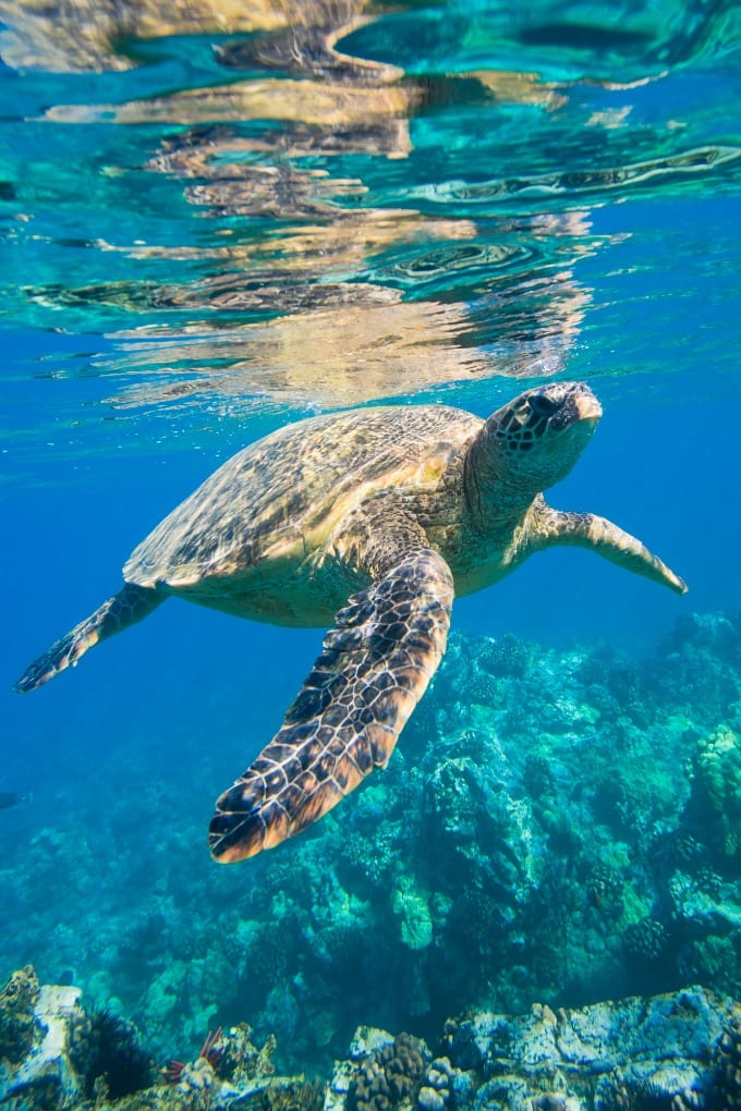 Protected green turtle swimming off the coast of Anini Beach Kauai