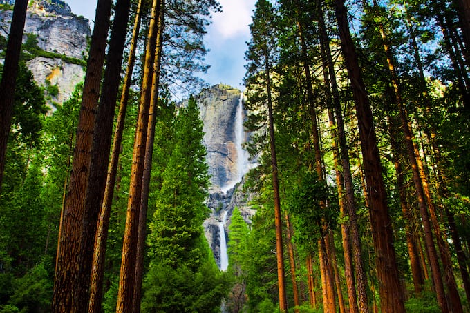 View of Yosemite National Park Falls thru Giant Sequoia Trees