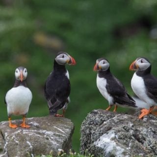Atlantic Puffins in Maine