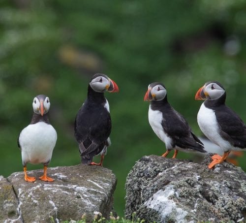 Atlantic Puffins in Maine
