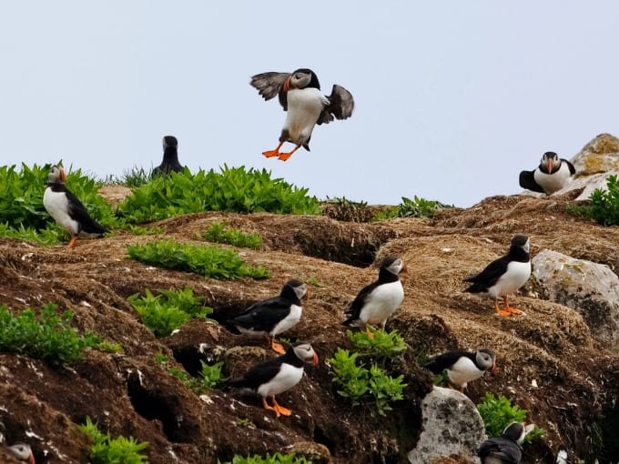 An Atlantic Puffin colony with many birds on Petit Manan in the Gulf of Maine