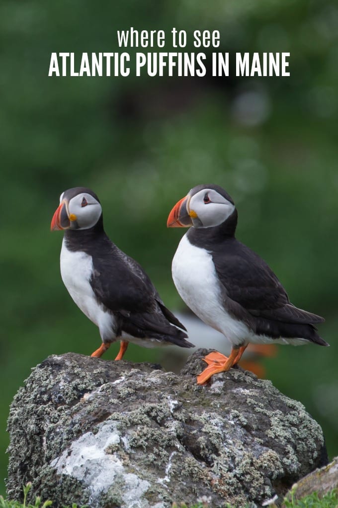 Atlantic puffins sitting on a rock