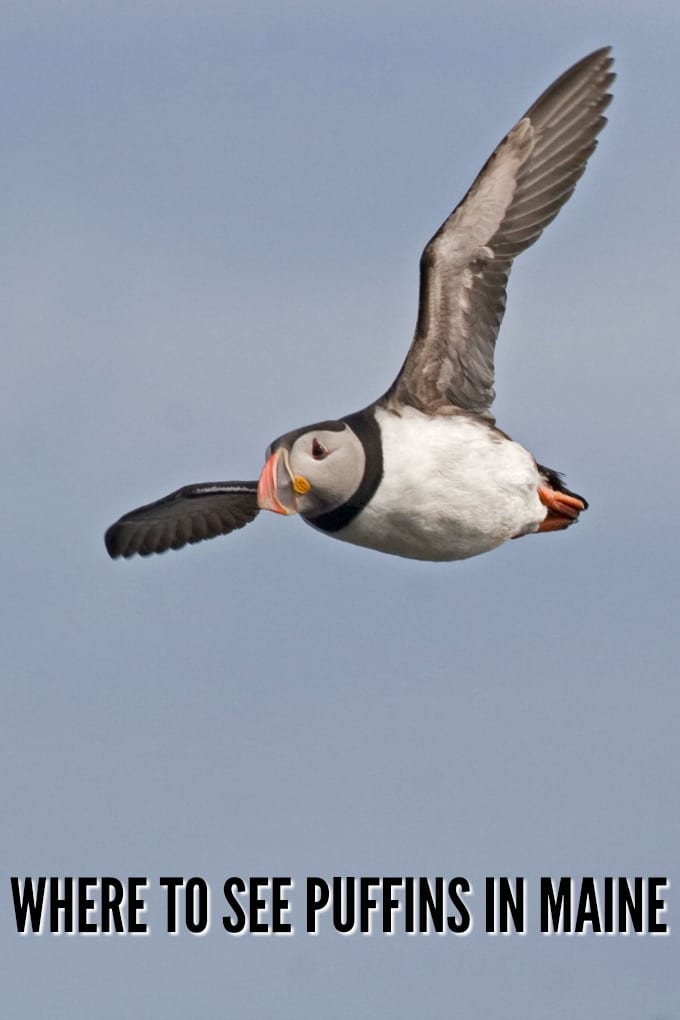 An Atlantic Puffin in flight