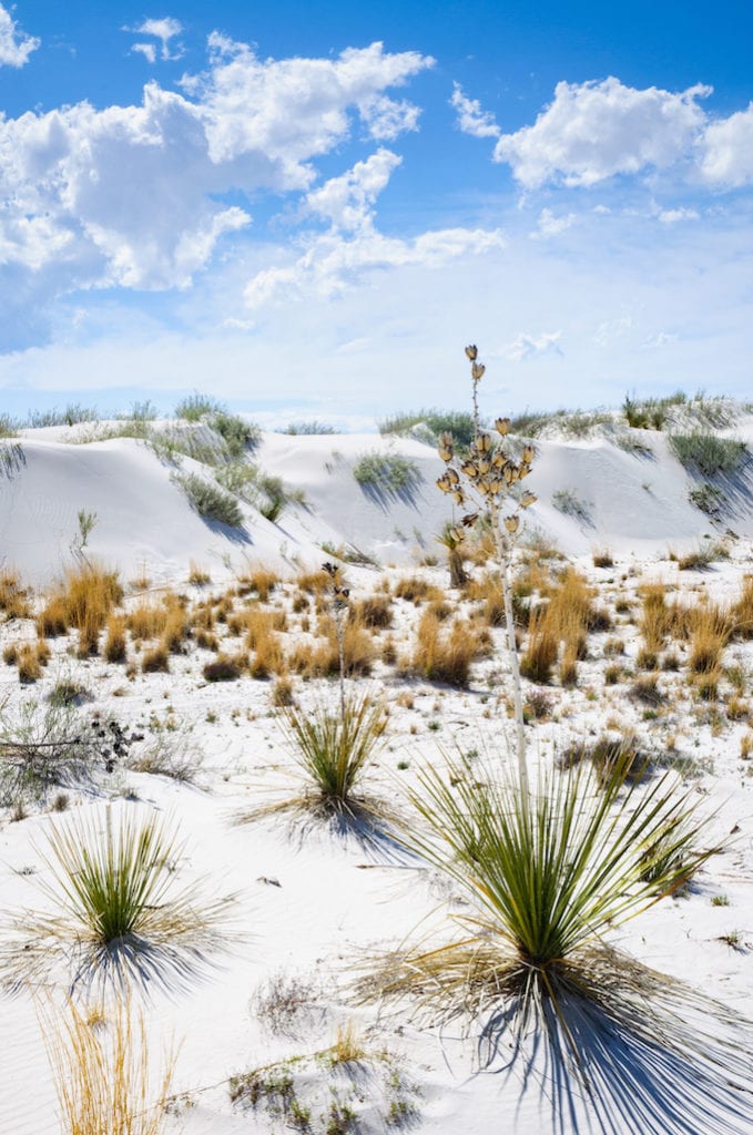 White dunes with cactus and plants with a bright blue sky at White Sands National Monument New Mexico.
