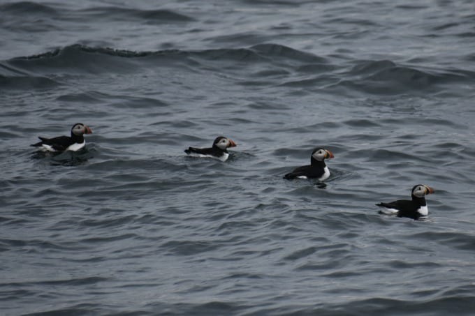 Atlantic Puffins swim in the Gulf of Maine near Petit Manan.