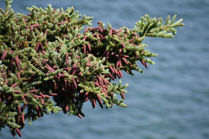 Tree limb with pinecones.