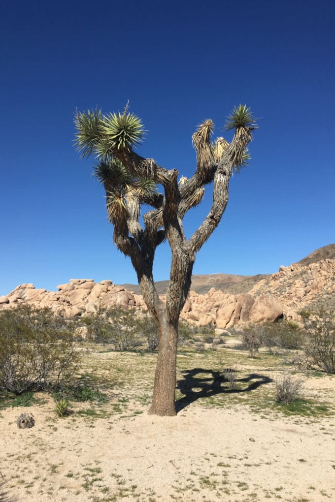 joshua tree in the desert