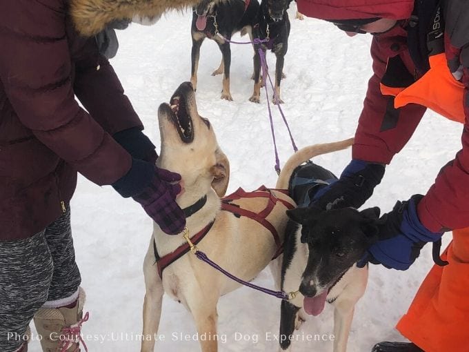 two people bundled up in warm winter clothes, patting sled dogs on the snow