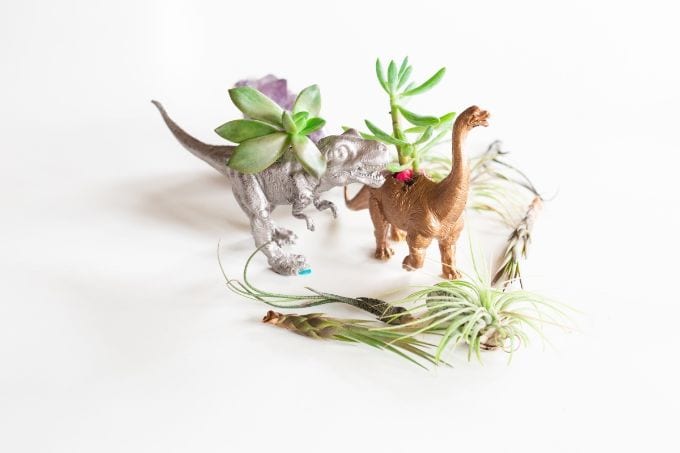 top dinosaurs pictured with succulents and air plants