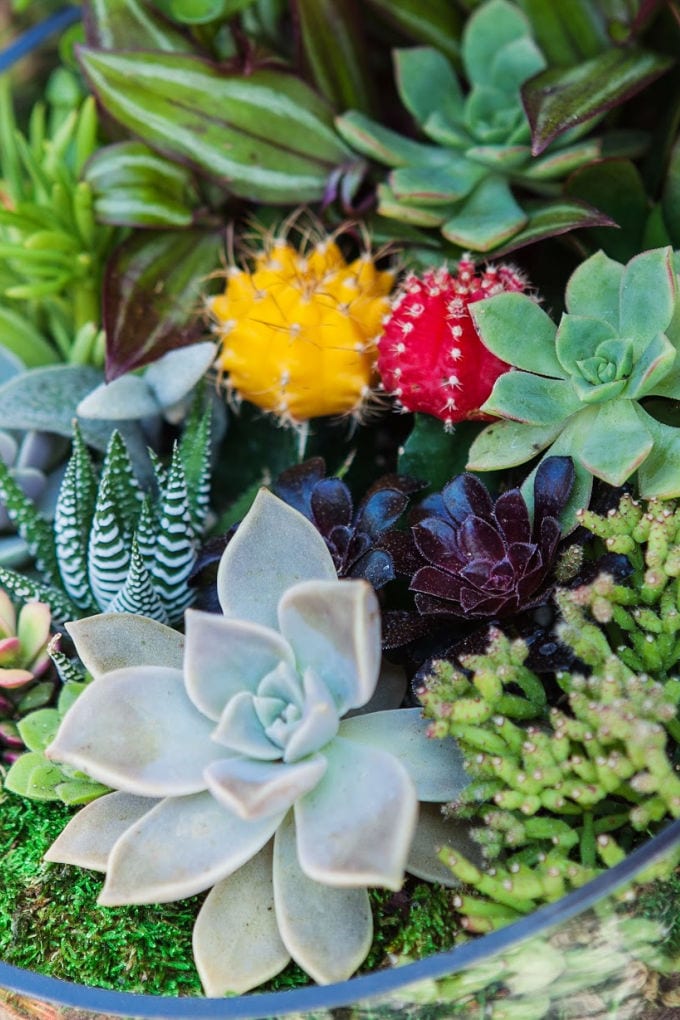 How to Make a Succulent Terrarium - close up of a terrarium with succulents and cactus plants