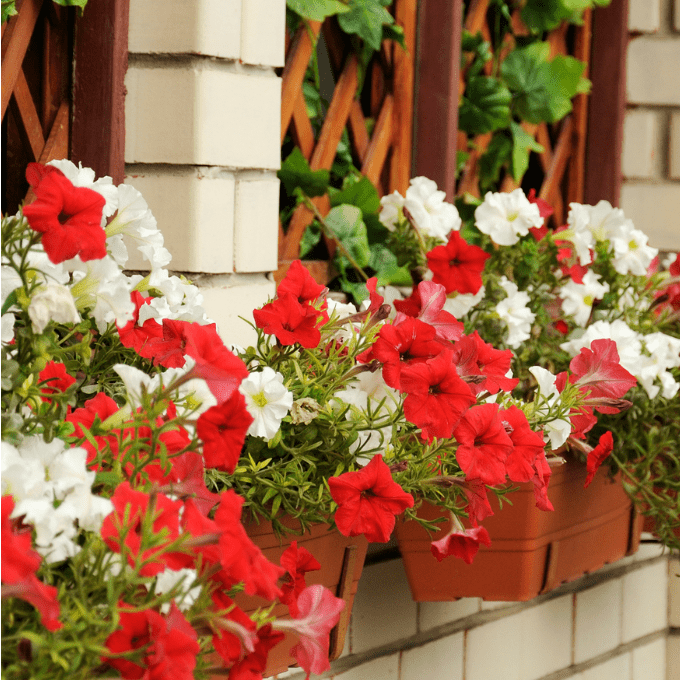 close up of terra cotta window boxes with red and white annual flowers.