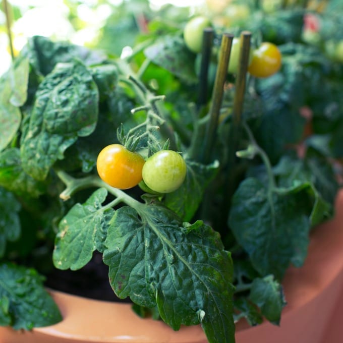 Unripe cherry tomatoes growing in terra cotta pots.