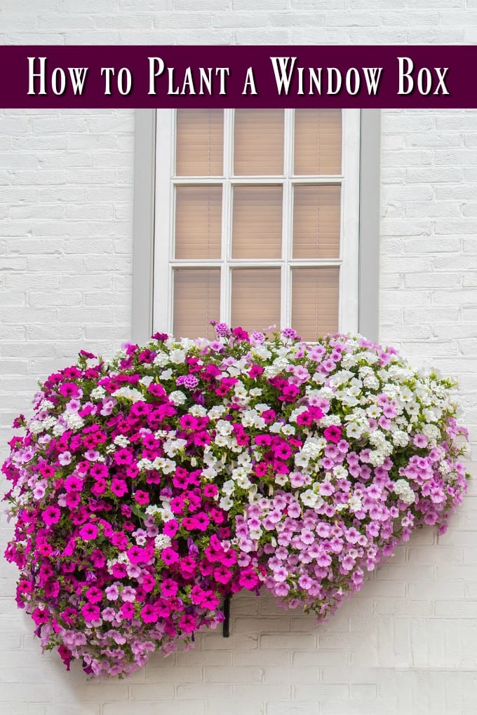How to Plant a Window Box - White brick wall with window and  flower boxes