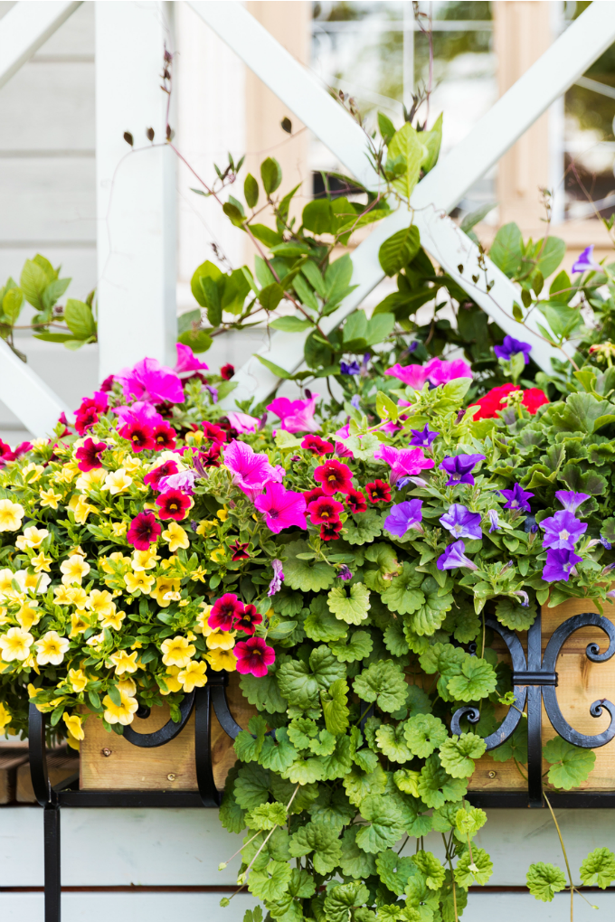 close up of a wrought iron window box with various annual flowers including superbells and petunias.