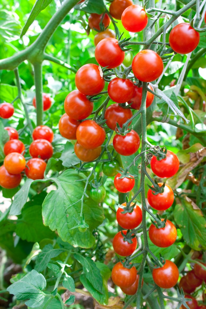 Growing Cherry Tomatoes in Pots	 - Ripe cherry tomatoes and green leaves from the tomato plant.
