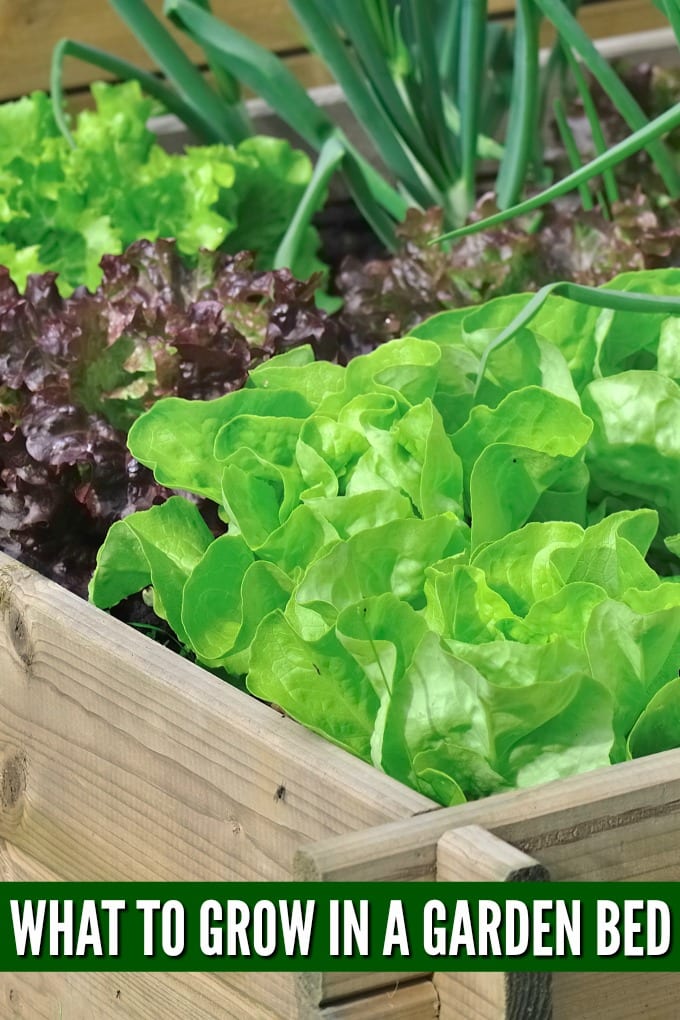 Close up of lettuces growing in a raised garden bed
