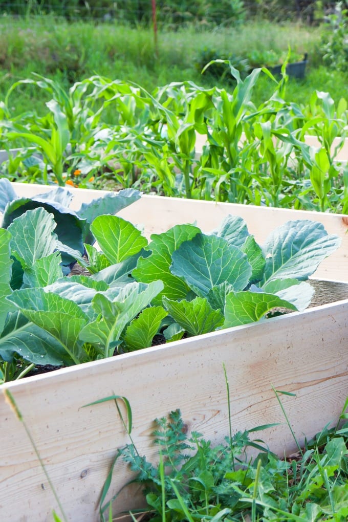 What to Plant in a Raised Garden Bed -  two garden boxes planted with corn, cabbage and other vegetables.