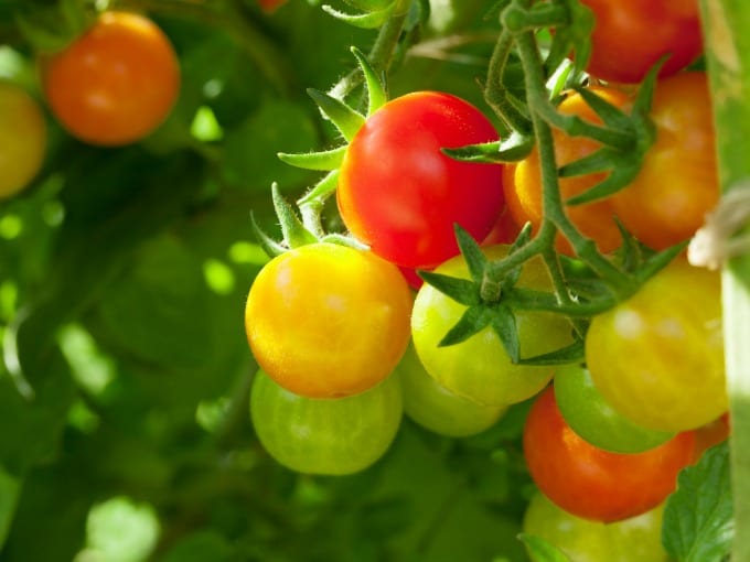 Growing Cherry Tomatoes in Pots	-close up of cherry tomatoes on the vine in various stages of ripeness.