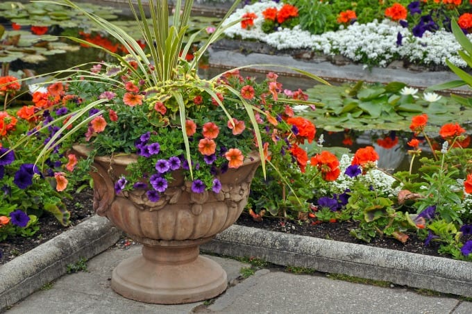 container garden ideas- Decorative petunia planter.