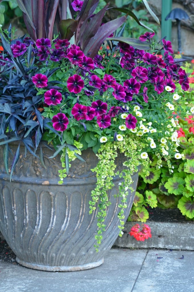flower pot garden ideas - Purple petunias and pink geraniums in a pot.