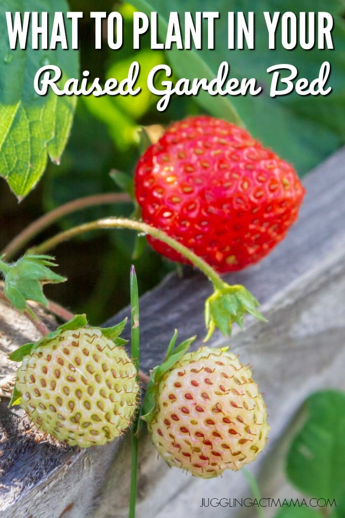 close up of a strawberry plant 