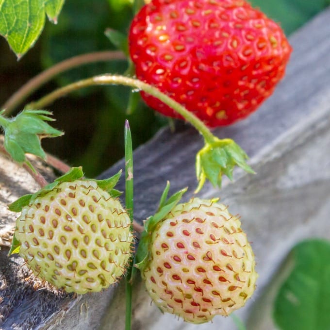 close up of a strawberry plant growing in a wooden window box.