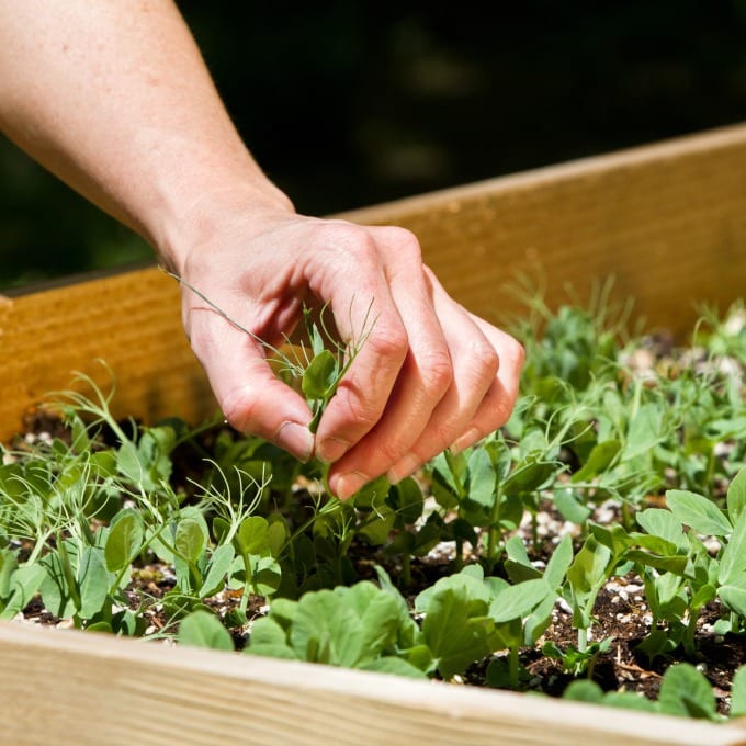 close  up of a hand planting in a raised garden bed.