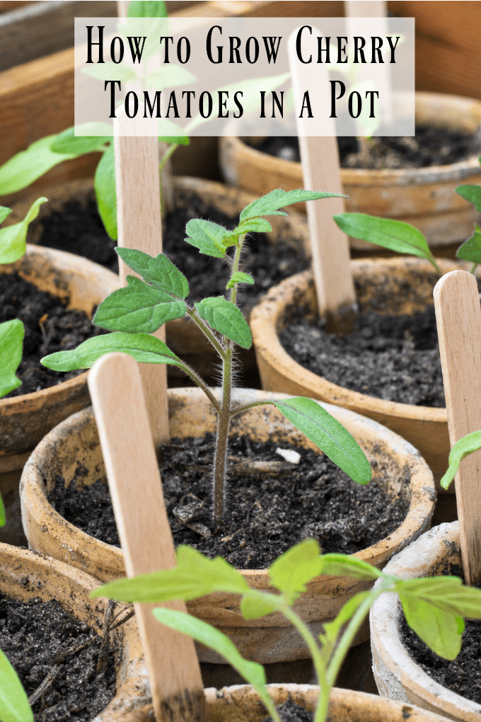How to Grow Cherry Tomatoes in a Pot - close up of cherry tomato seedlings in small  pots with Popsicle sticks.