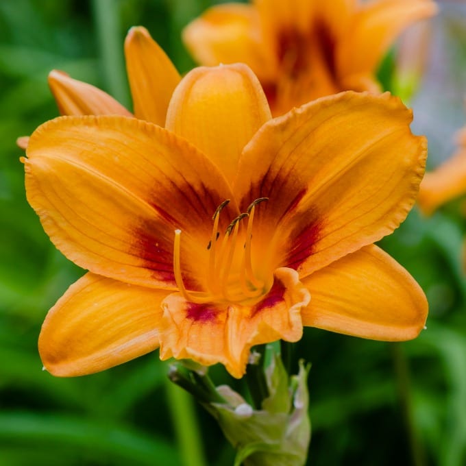 Close up of a daylily in the garden. Learn how to grow daylilies here.