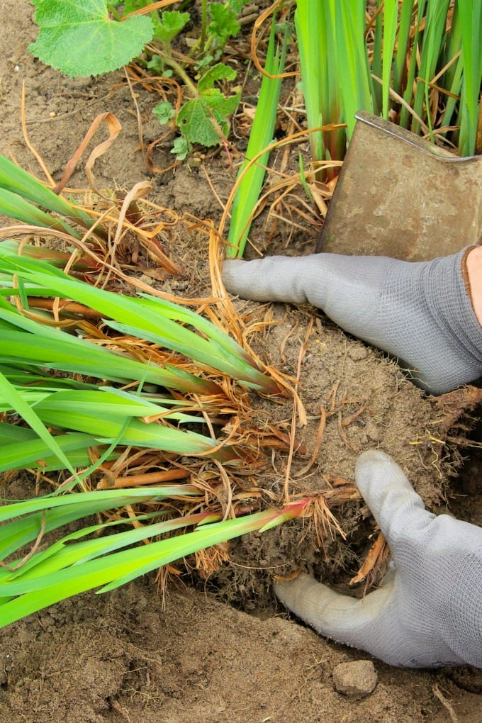 Gloved hands removing a daylily root ball from the soil.