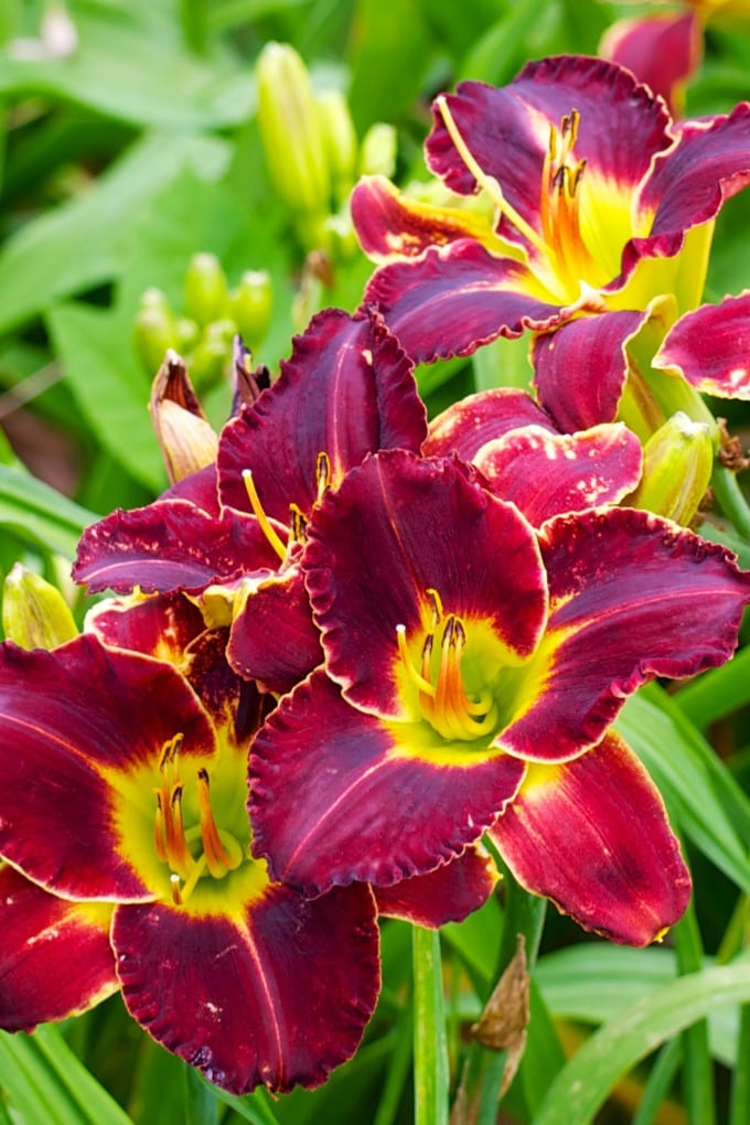 Close up of daylilies in a garden.