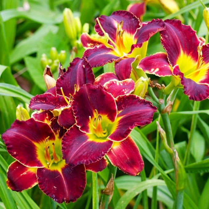 Close up image of daylilies in red and yellow.