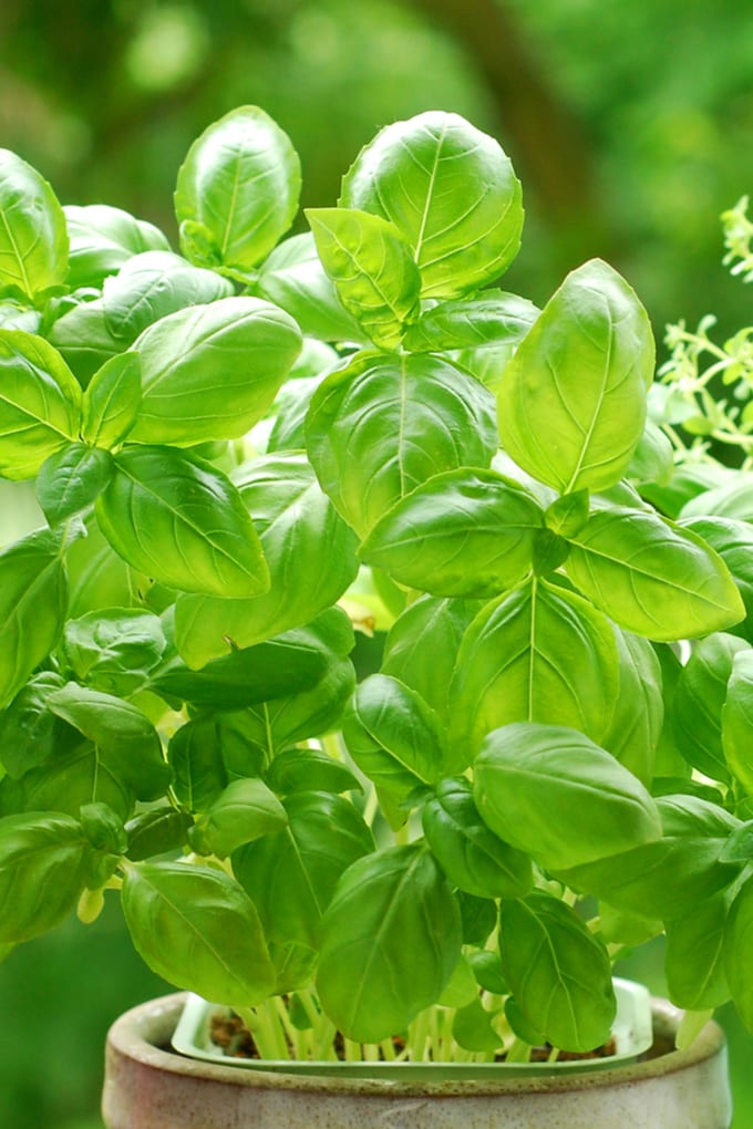 Close up of basil leaves in a small pot.
