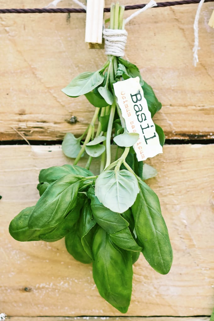 Basil leaves gathered and tied together with twine, accompanied by a label.