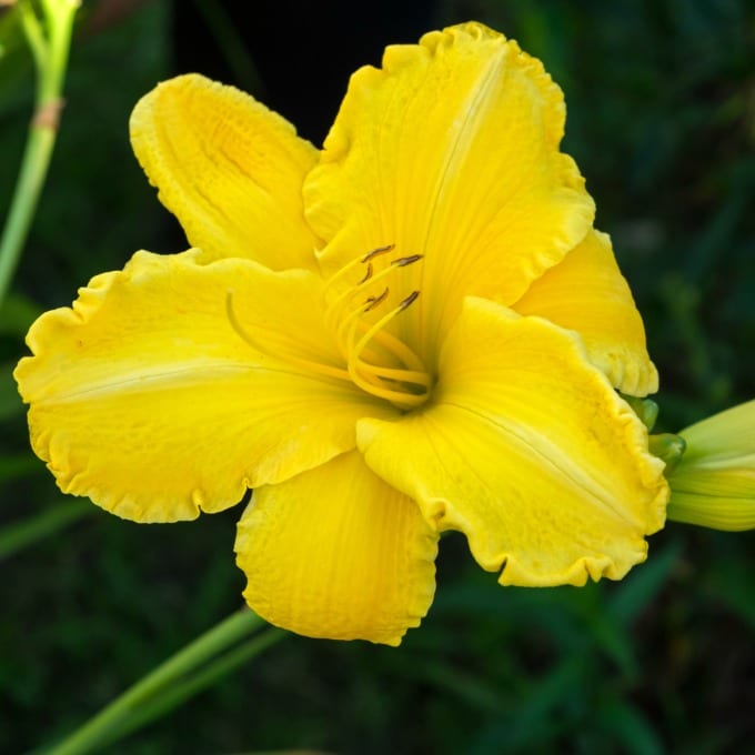 Close up of a yellow daylily.